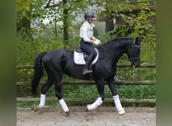 KWPN, Mare, 11 years, 16,2 hh