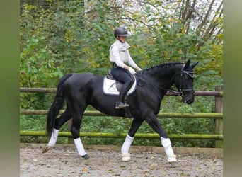 KWPN, Mare, 11 years, 16,2 hh