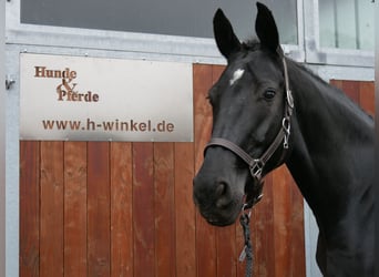 KWPN, Mare, 11 years, 16,2 hh