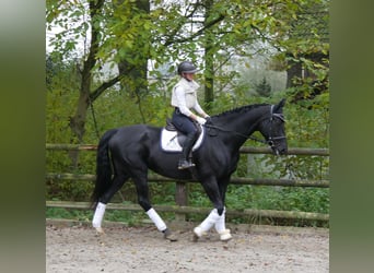 KWPN, Mare, 11 years, 16,2 hh