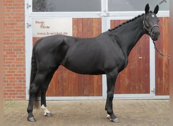 KWPN, Mare, 11 years, 16,2 hh