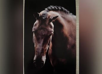 KWPN, Mare, 11 years, 16.3 hh, Smoky-Black