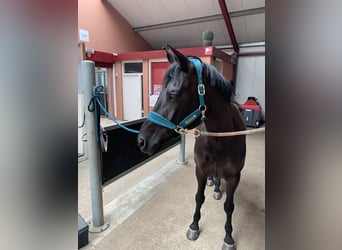 KWPN, Mare, 11 years, 16.3 hh, Smoky-Black