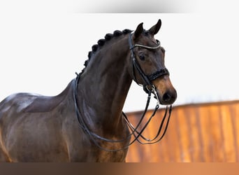 KWPN, Mare, 11 years, 16 hh, Bay-Dark