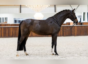 KWPN, Mare, 11 years, 16 hh, Bay-Dark