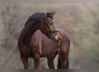 KWPN, Mare, 11 years, 16 hh, Brown