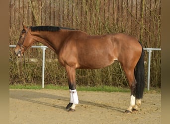 KWPN, Mare, 11 years, 16 hh, Brown