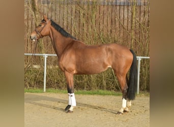 KWPN, Mare, 11 years, 16 hh, Brown
