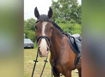 KWPN, Mare, 11 years, 16 hh, Brown
