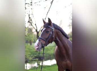 KWPN, Mare, 11 years, 16 hh, Brown