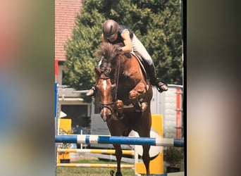 KWPN, Mare, 11 years, 16 hh, Chestnut