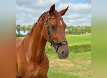 KWPN, Mare, 11 years, 16 hh, Chestnut