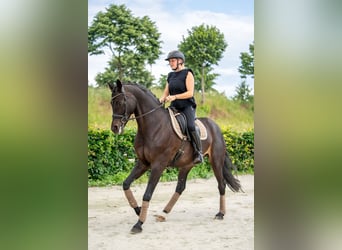 KWPN, Mare, 11 years, 16 hh