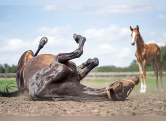 KWPN, Mare, 11 years, 16 hh