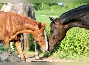 KWPN, Mare, 11 years, 16 hh