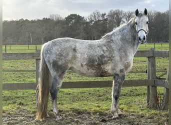 KWPN, Mare, 11 years, 16 hh, Grey-Blue-Tan