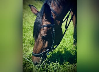 KWPN, Mare, 11 years, 16 hh