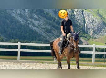 KWPN, Mare, 11 years, 16 hh