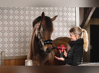 KWPN, Mare, 11 years, 16,1 hh, Brown