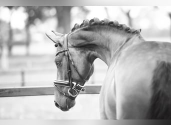 KWPN, Mare, 11 years, 16,1 hh, Brown