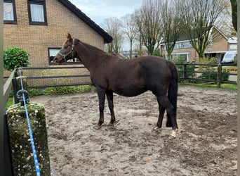 KWPN, Mare, 11 years, 16,1 hh, Chestnut