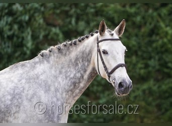 KWPN, Mare, 11 years, 16,1 hh, Grey