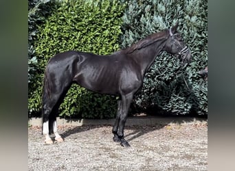 KWPN, Mare, 11 years, 16,2 hh, Black