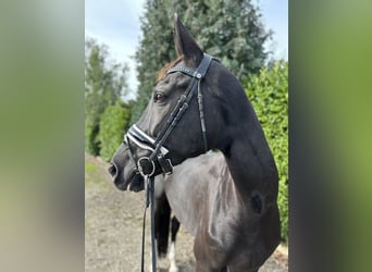 KWPN, Mare, 11 years, 16,2 hh, Black