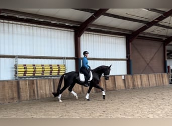 KWPN, Mare, 11 years, 16,2 hh, Black