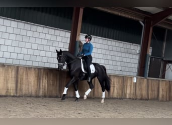 KWPN, Mare, 11 years, 16,2 hh, Black
