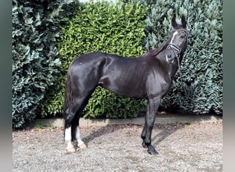KWPN, Mare, 11 years, 16,2 hh, Black