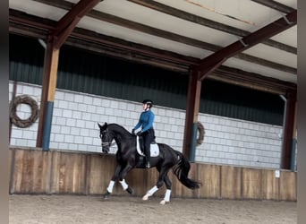 KWPN, Mare, 11 years, 16,2 hh, Black