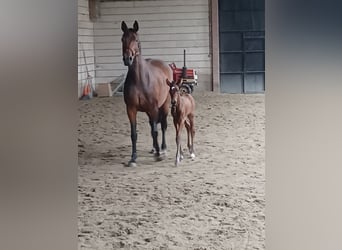 KWPN, Mare, 11 years, 16,2 hh, Brown