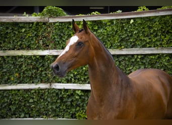 KWPN, Mare, 11 years, 16,2 hh, Brown