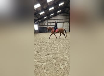 KWPN, Mare, 11 years, 17.2 hh, Chestnut-Red