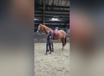 KWPN, Mare, 11 years, 17.2 hh, Chestnut-Red