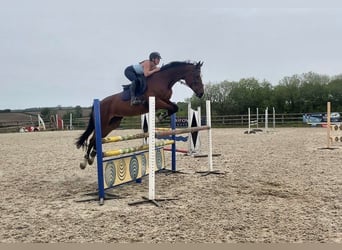 KWPN, Mare, 11 years, 17 hh, Bay