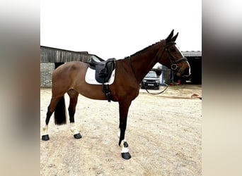 KWPN, Mare, 11 years, 17 hh, Bay