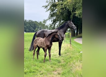 KWPN, Mare, 11 years, 17 hh, Black