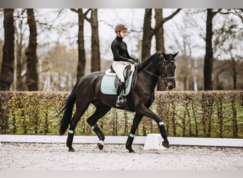 KWPN, Mare, 11 years, 17 hh, Black