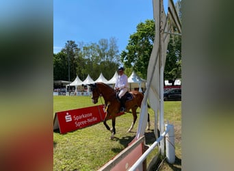 KWPN, Mare, 11 years, 17 hh, Brown