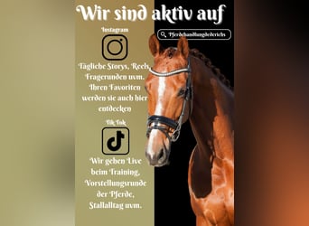 KWPN, Mare, 11 years, 17 hh, Chestnut-Red