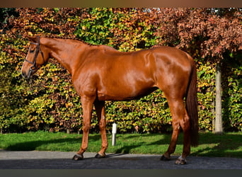 KWPN, Mare, 11 years, 17 hh, Chestnut-Red