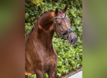 KWPN, Mare, 11 years, 17 hh
