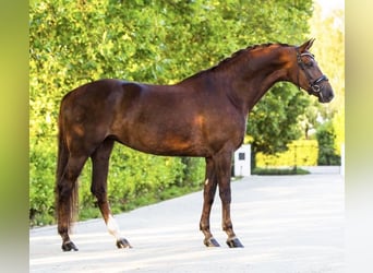 KWPN, Mare, 11 years, 17 hh