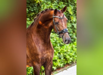 KWPN, Mare, 11 years, 17 hh