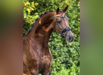 KWPN, Mare, 11 years, 17 hh