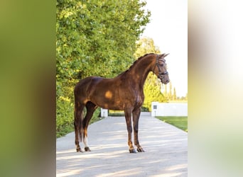 KWPN, Mare, 11 years, 17 hh