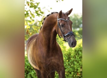 KWPN, Mare, 11 years, 17 hh