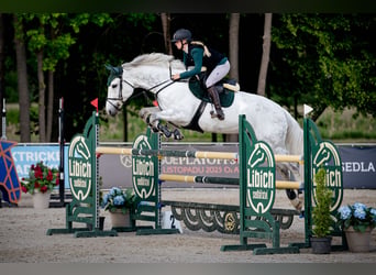KWPN, Mare, 11 years, 17 hh, Grey